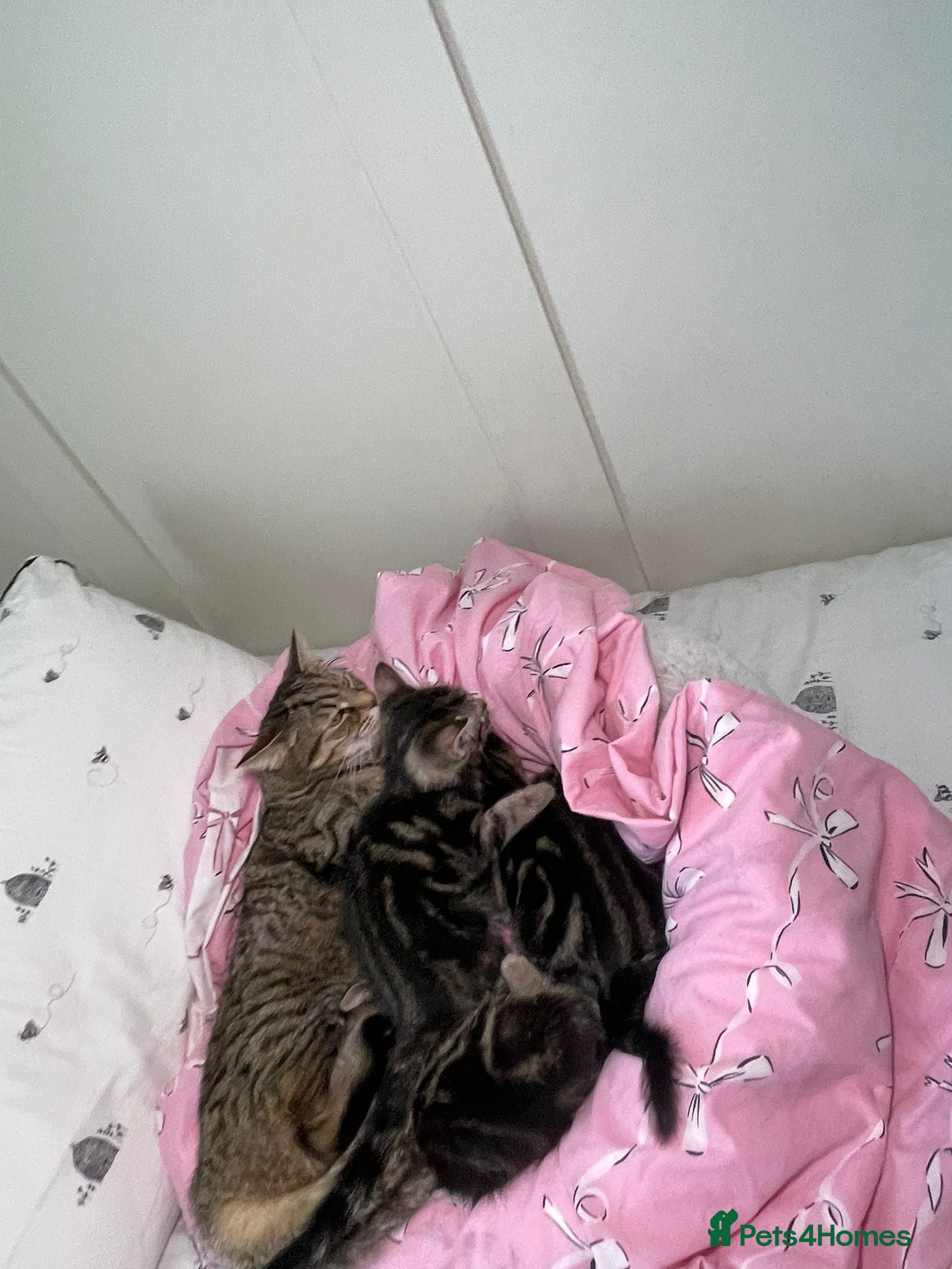 Mixed Breed cats We have 5 beautiful Tabby kittens Available now. - Advert 3