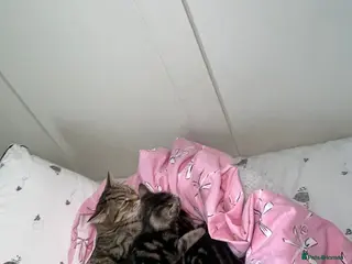 Mixed Breed cats We have 5 beautiful Tabby kittens Available now. - Advert 3