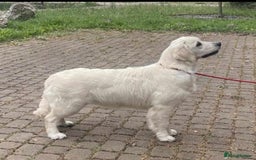 Golden Retriever dogs for sale: Newmiller Retrievers Upcoming Litter Announcement  - Image 6
