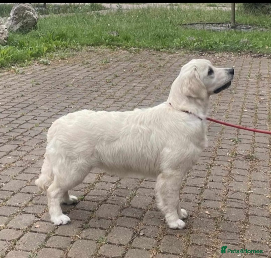 Golden Retriever dogs for sale: Newmiller Retrievers Upcoming Litter Announcement  - Image 6