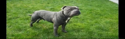 Staffordshire Bull Terrier dogs for stud: World-Class Blue Staffy stud-son of a Champion. in Wellingborough - Advert 7