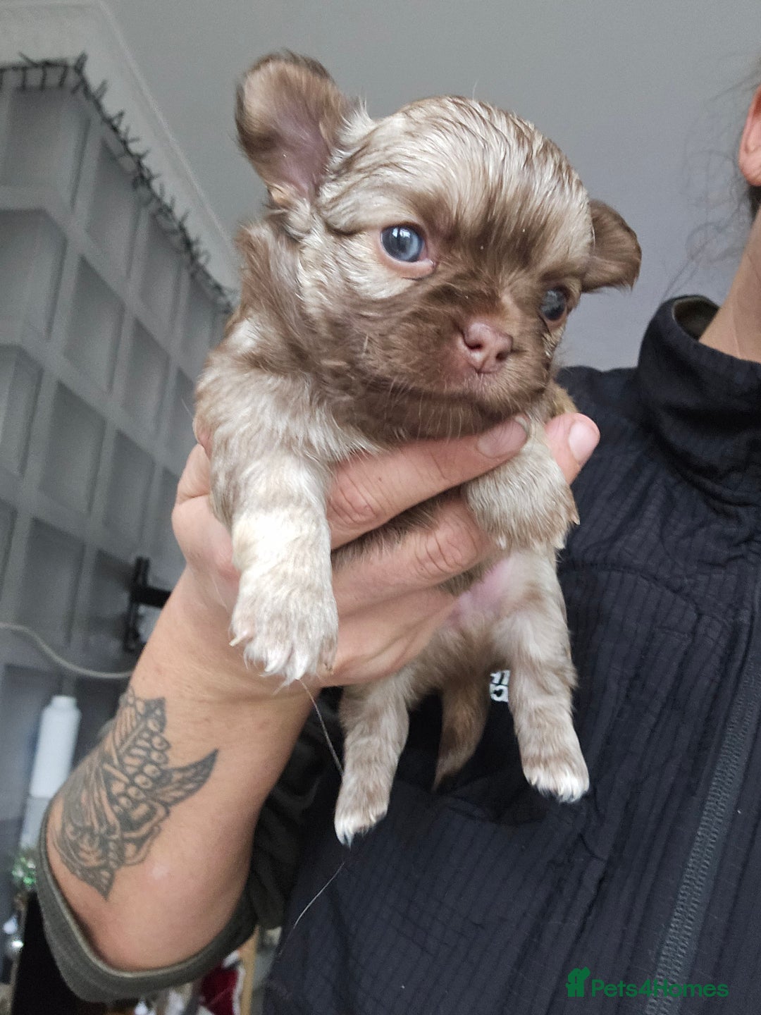 Chihuahua dogs for sale: 5x beautiful Chihuahua puppies  - Advert 5