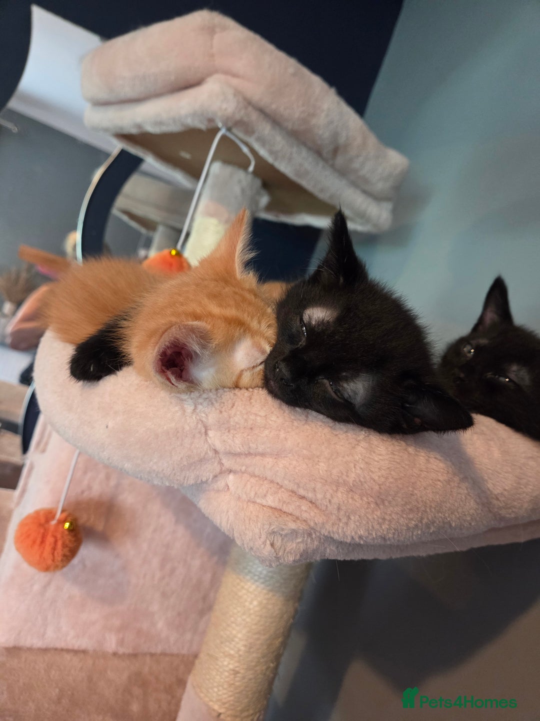 Ragdoll cats for sale: Ragdoll x tabby cat - Image 19