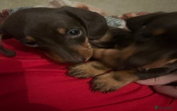Dachshund dogs for sale: 4 gorgeous puppies for sale - Image 17
