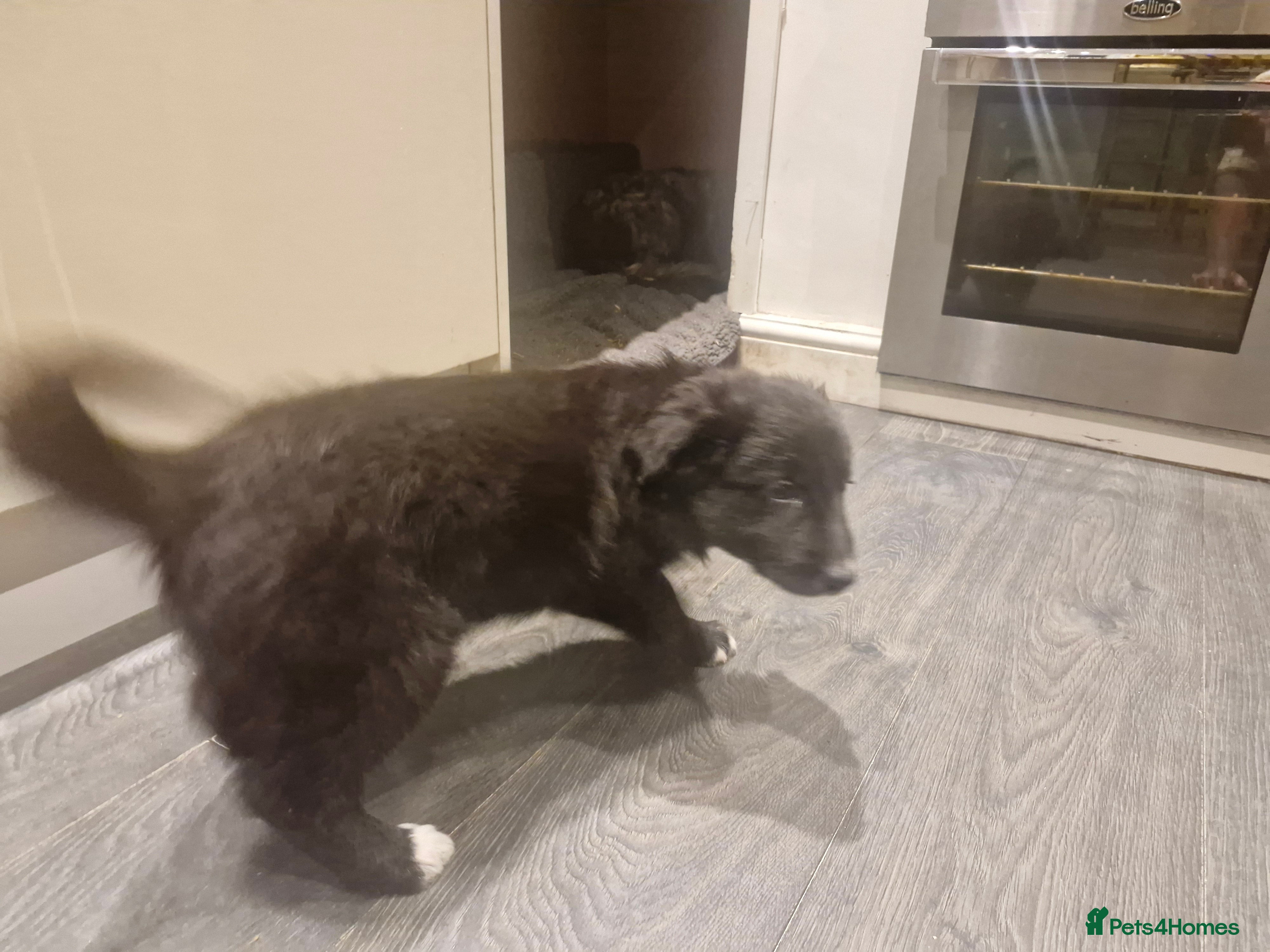 Border Collie dogs Gorgeous Blue Tri Coloured Border Collie Pups - Advert 2