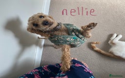 Toy Poodle dogs for sale: Beautiful Red Toy Poodles - Image 9