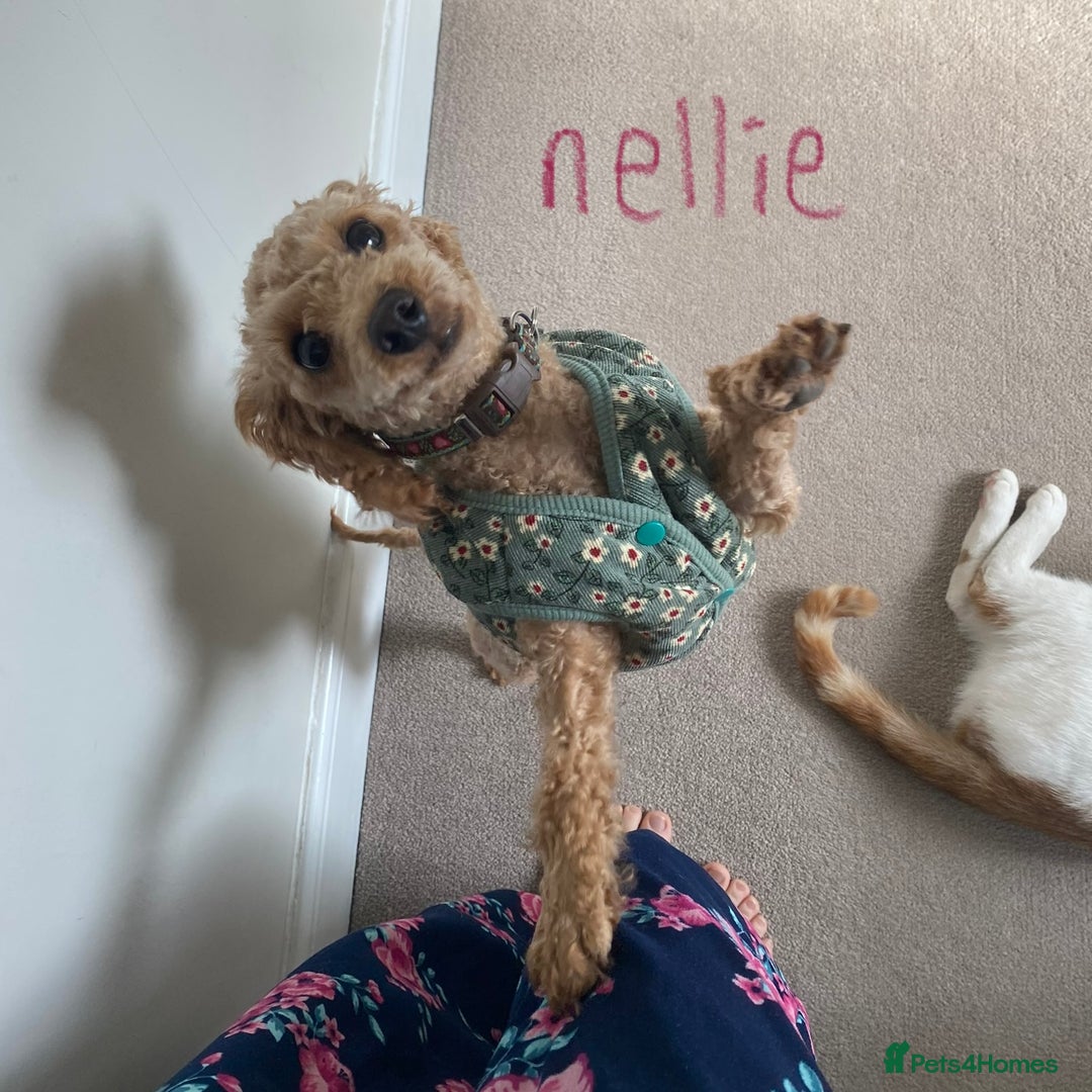 Toy Poodle dogs for sale: Beautiful Red Toy Poodles - Image 9