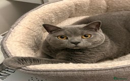 British Shorthair cats for sale: British shorthair 3 year old male - Image 5