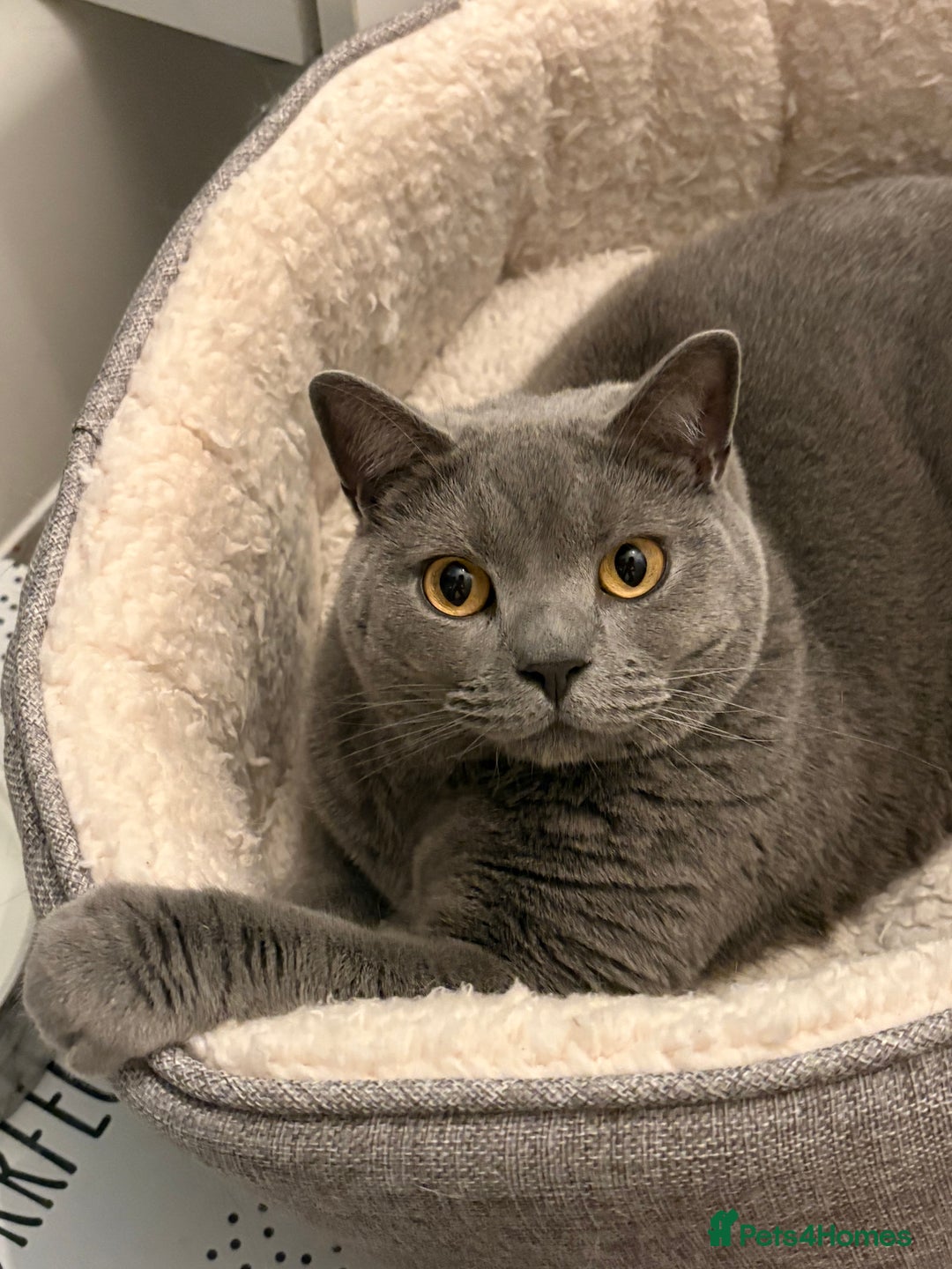 British Shorthair cats for sale: British shorthair 3 year old male - Image 5