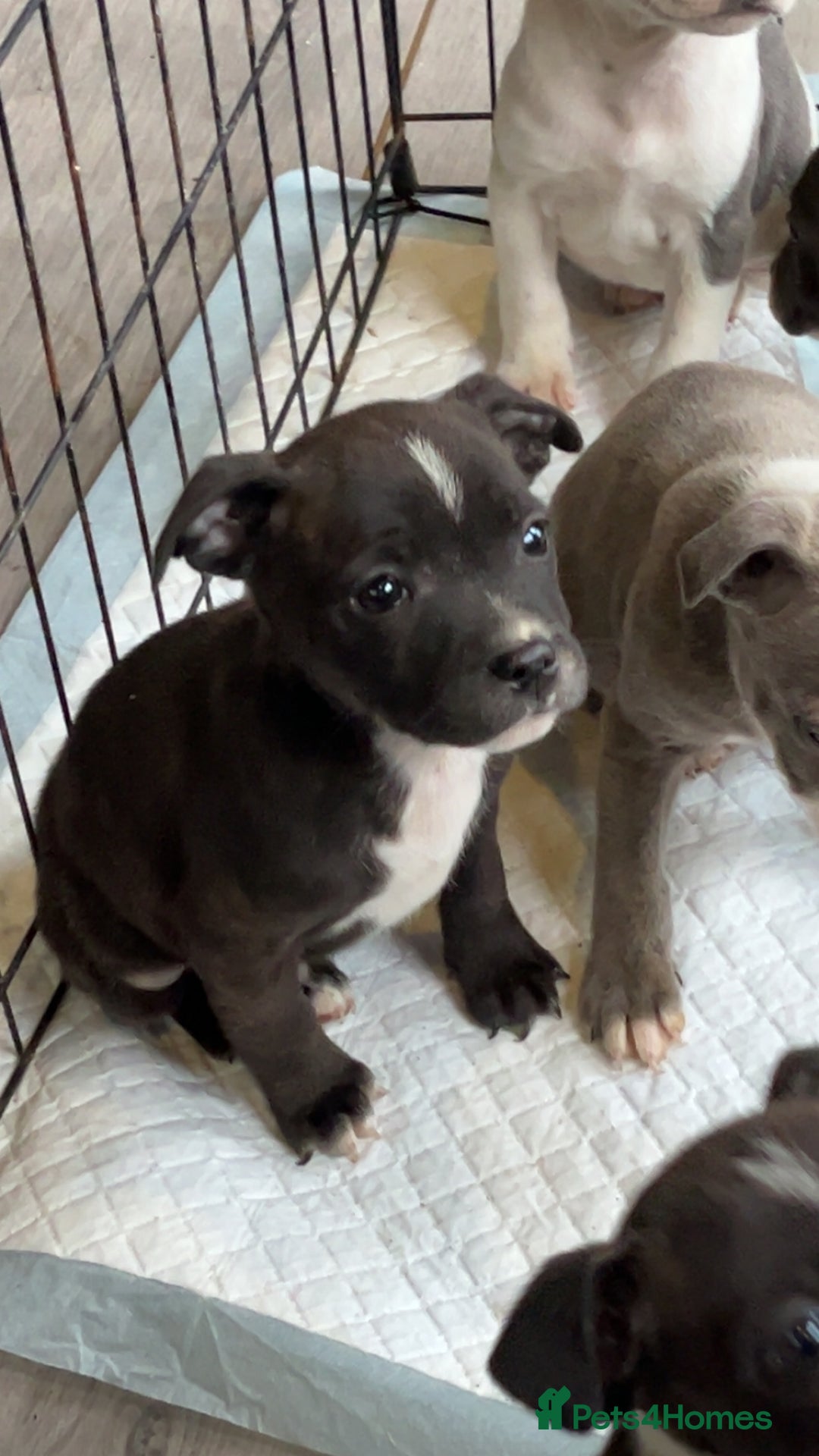 Staffordshire Bull Terrier dogs for sale: Staffordshire bull terrier pups  - Advert 5