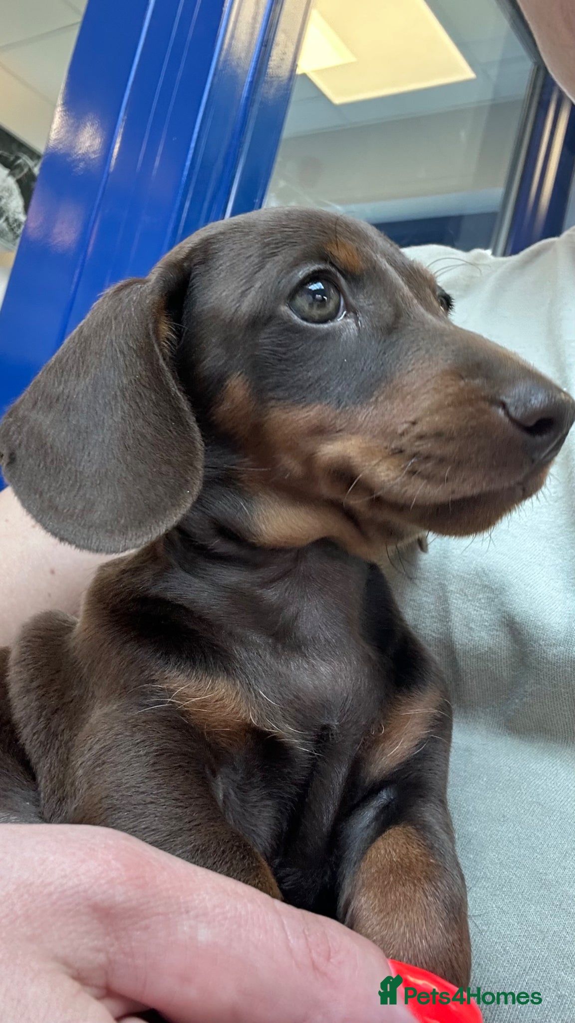 Miniature Dachshund dogs Miniature Kc registered Pra clear - Advert 13