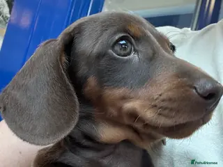 Miniature Dachshund dogs Miniature Kc registered Pra clear - Advert 13