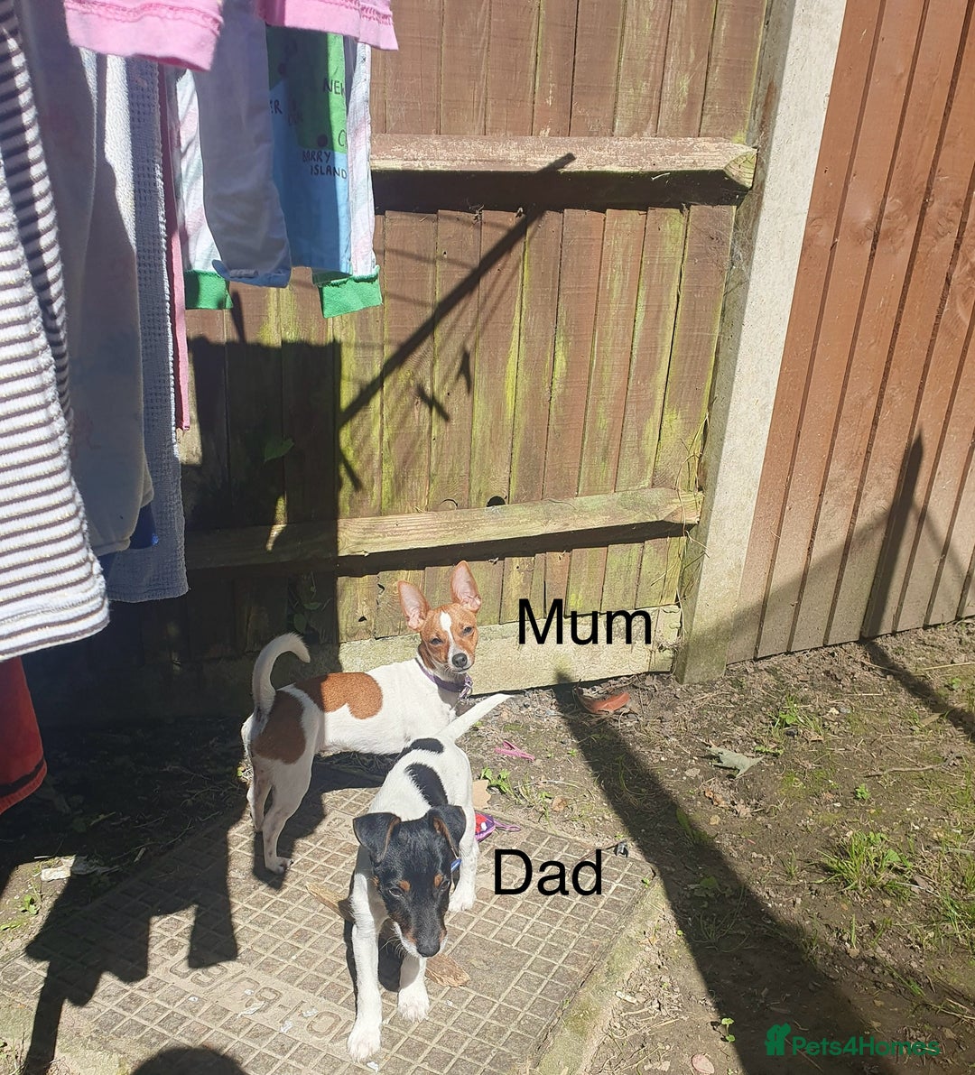 Jack Russell dogs for sale: Beautiful Jack Russell puppies  - Advert 2
