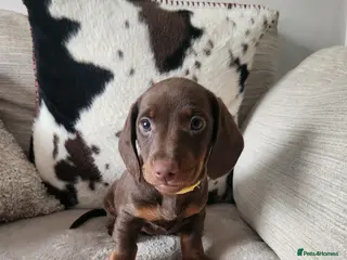 Miniature Dachshund dogs 6 beautiful Miniature Dachshund - Advert 7