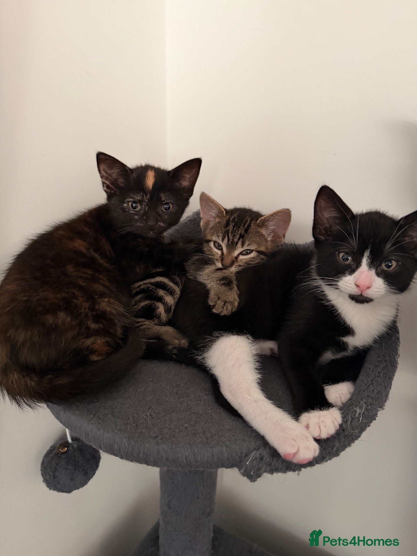 Mixed Breed cats 4 Beautiful Kittens for Sale - Pairs ONLY - Advert 1