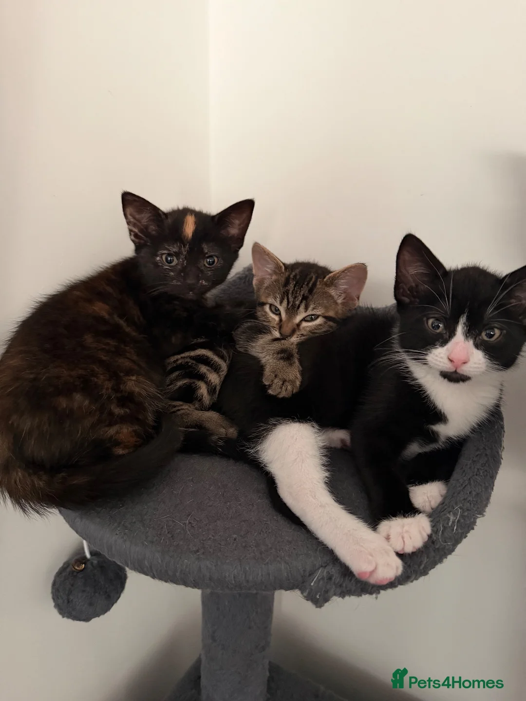 Mixed Breed cats for sale: 4 Beautiful Kittens for Sale - Pairs ONLY - Advert 1