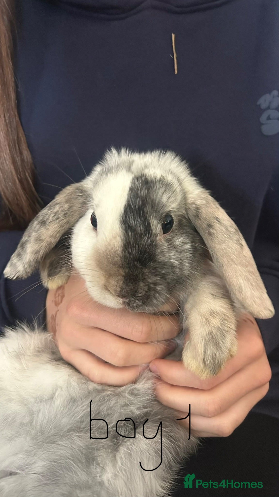 Mini Lop rabbits Mini lops  - Advert 1