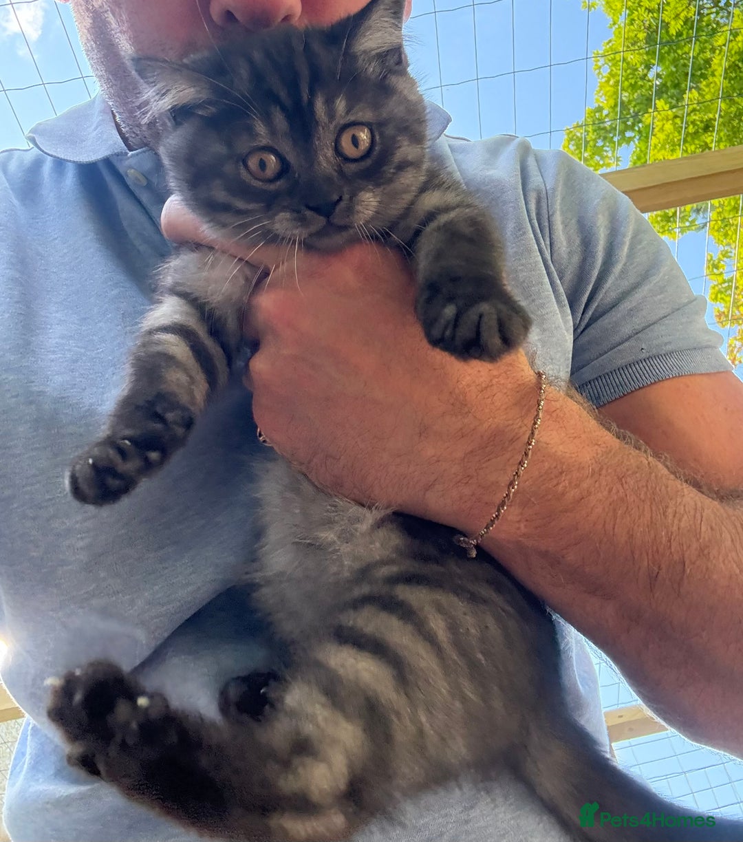 British Shorthair cats for sale: BSH x SF show quality kittens (REDUCED) - Image 19