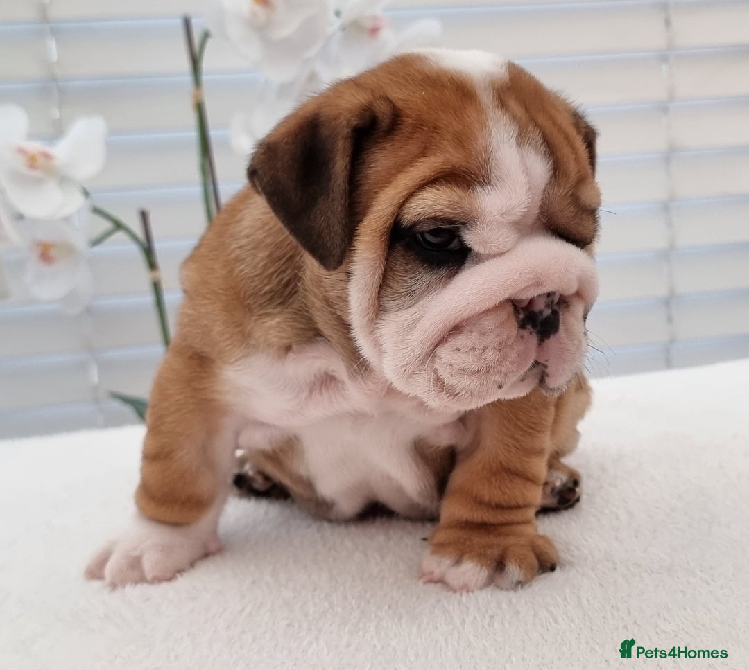 English Bulldog dogs for sale: Bulldog Pups Kennel Club Registered  - Advert 10