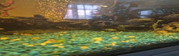 Cichlids fish for sale: Polar blue parrot fish - Advert 3