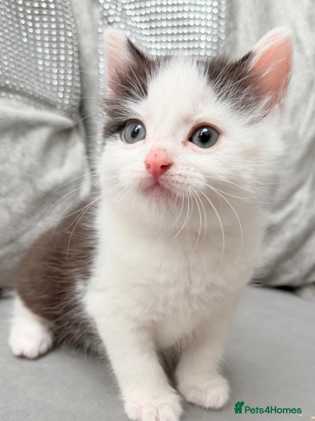 Mixed Breed cats for sale: Adorable male kitten - Advert 16