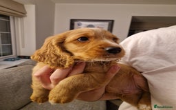 Mixed Breed dogs for sale: Beautiful Cavapoo X puppies - Image 12