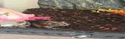 Frog reptiles for sale: Pecman frog in Reading - Advert 1