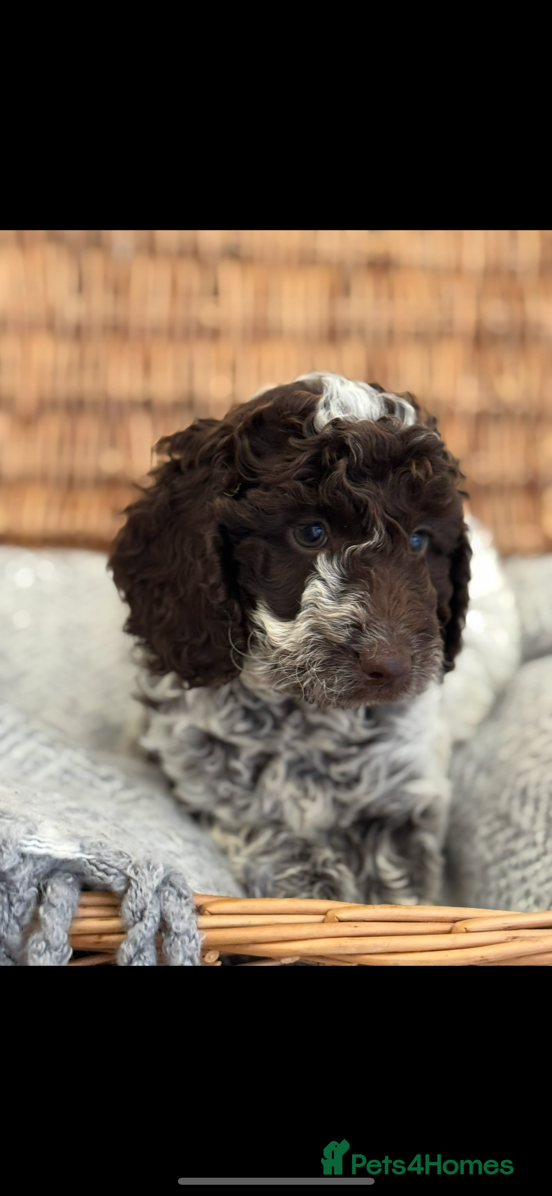 Cockapoo dogs for sale: Cockapoo puppies. Fully DNA tested.  - Image 13