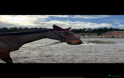 English Thoroughbred horses for sale: X2 safe stunning geldings alrounders - Image 3