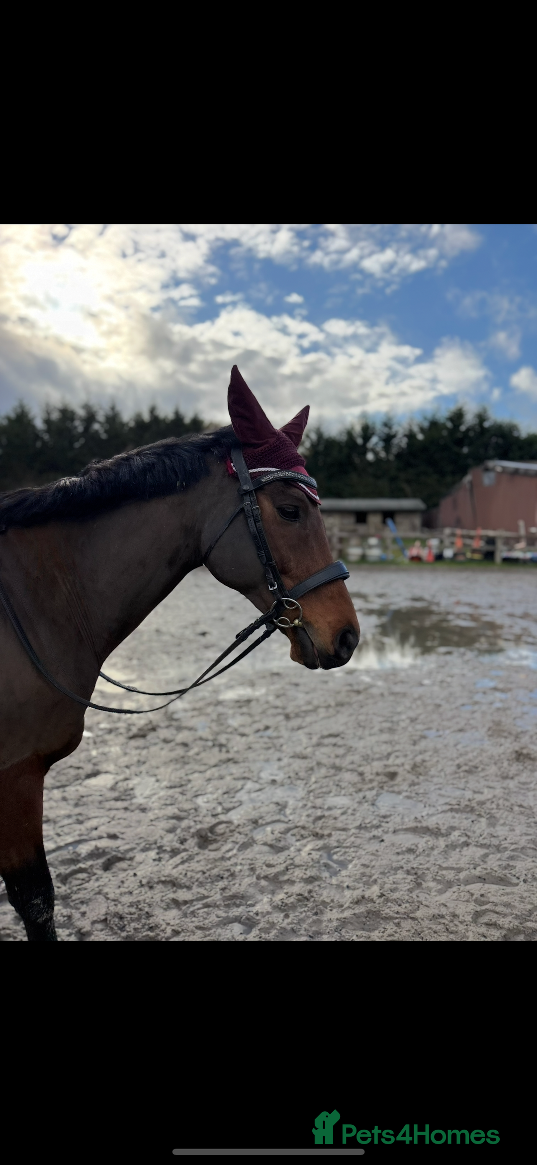 English Thoroughbred horses for sale: X2 safe stunning geldings alrounders - Image 3