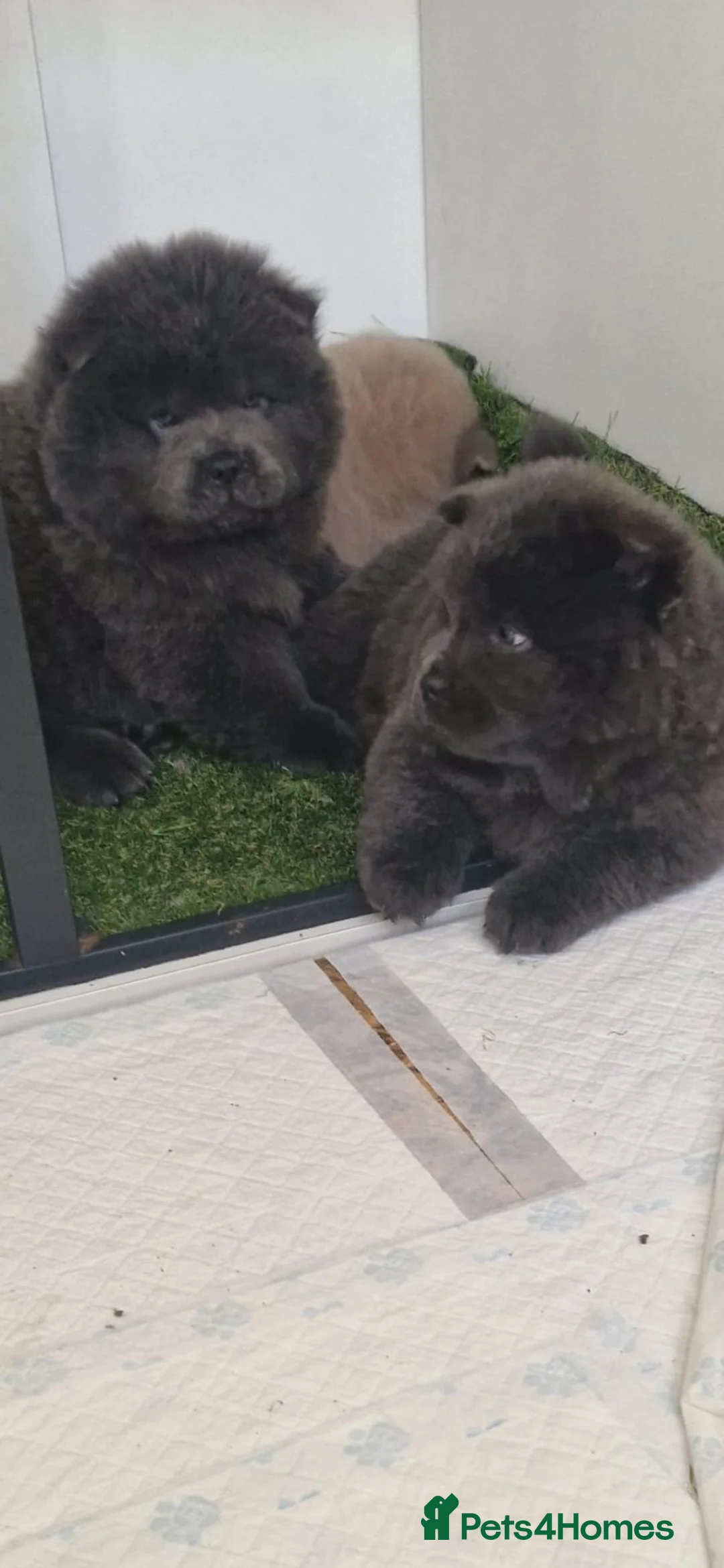 Chow Chow dogs for sale: Ready Now Chow Puppy's  - Advert 1