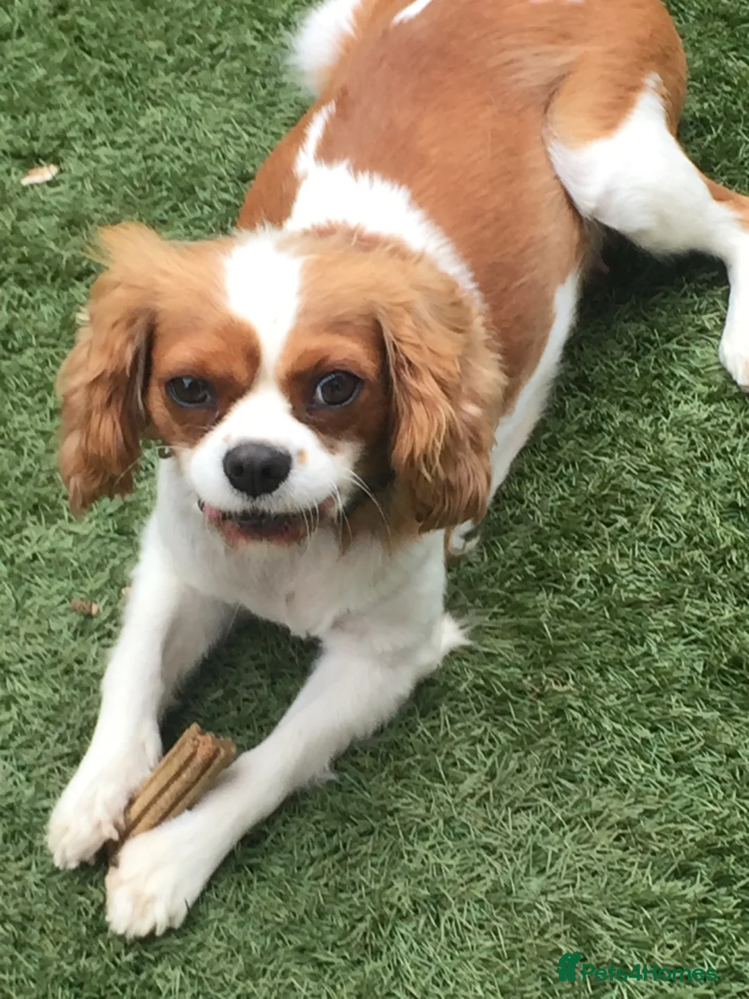 Cavapoo dogs for sale: Ready to leave in Coalville - Advert 20