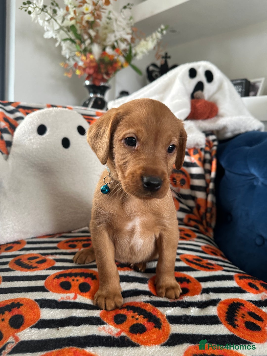 Labrador Retriever dogs for sale: Beautiful fox red Labrador pups - Image 21