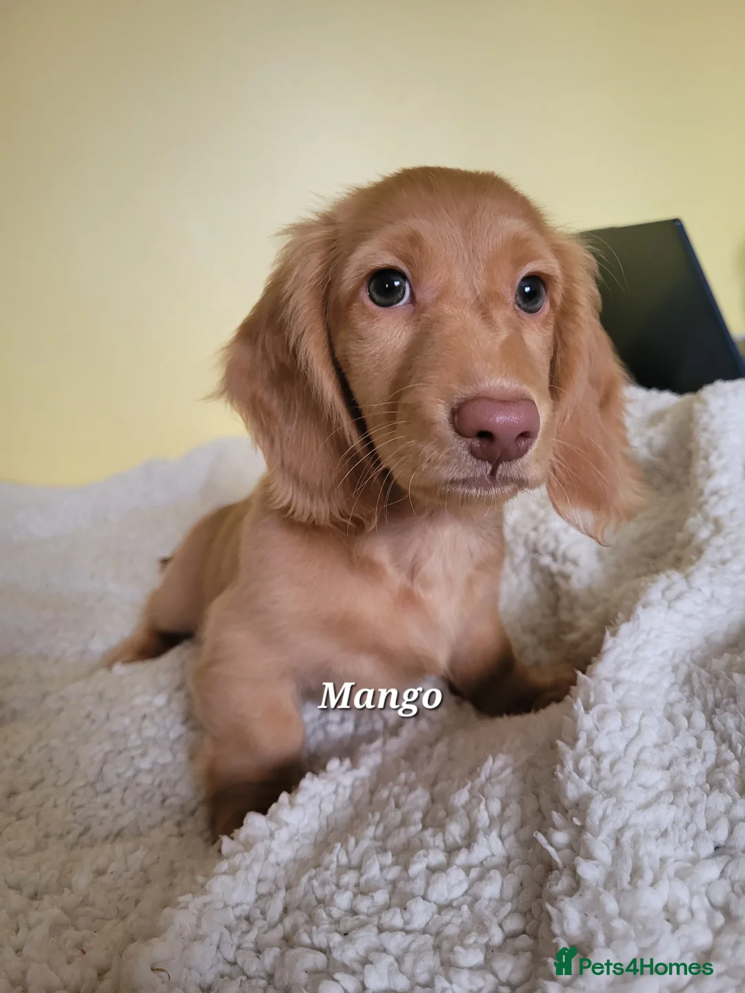 Dachshund dogs for sale: Long Haired KC Miniature Dachshund(LAST BOY) - Advert 7