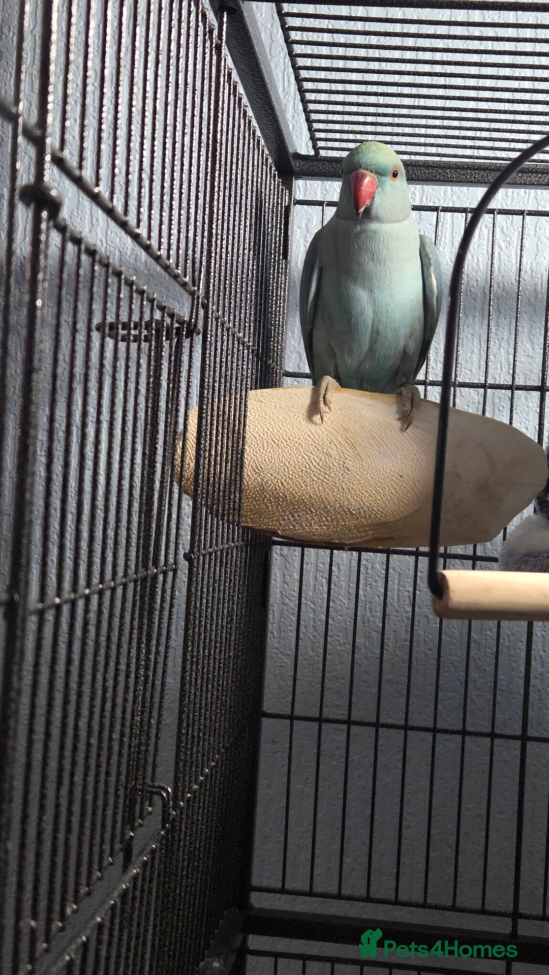 Ringnecks birds for sale: Blue IRN looking for new perch  - Advert 3