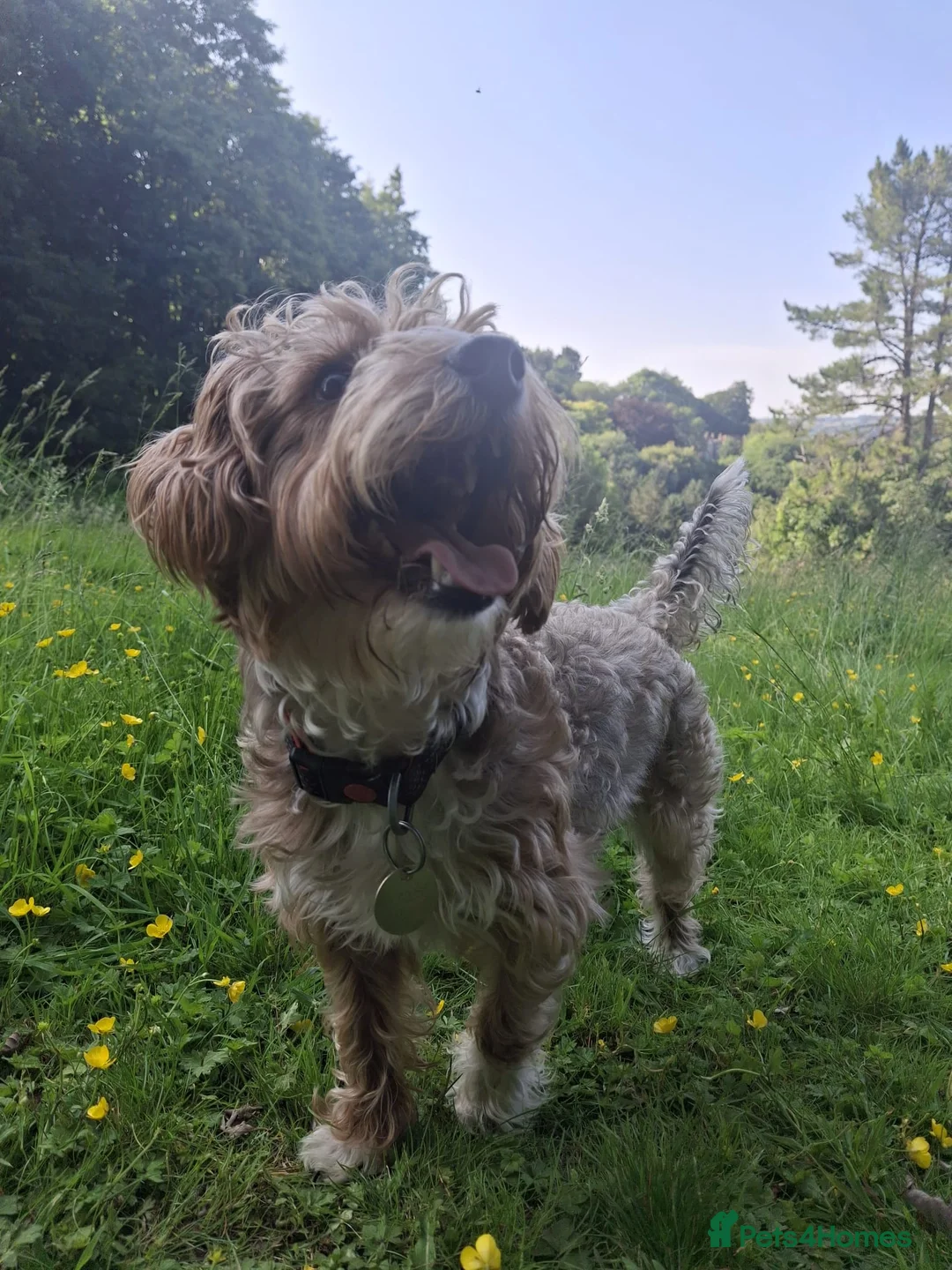 Jackapoo dogs for stud: Django, the Jackapoo - Advert 1