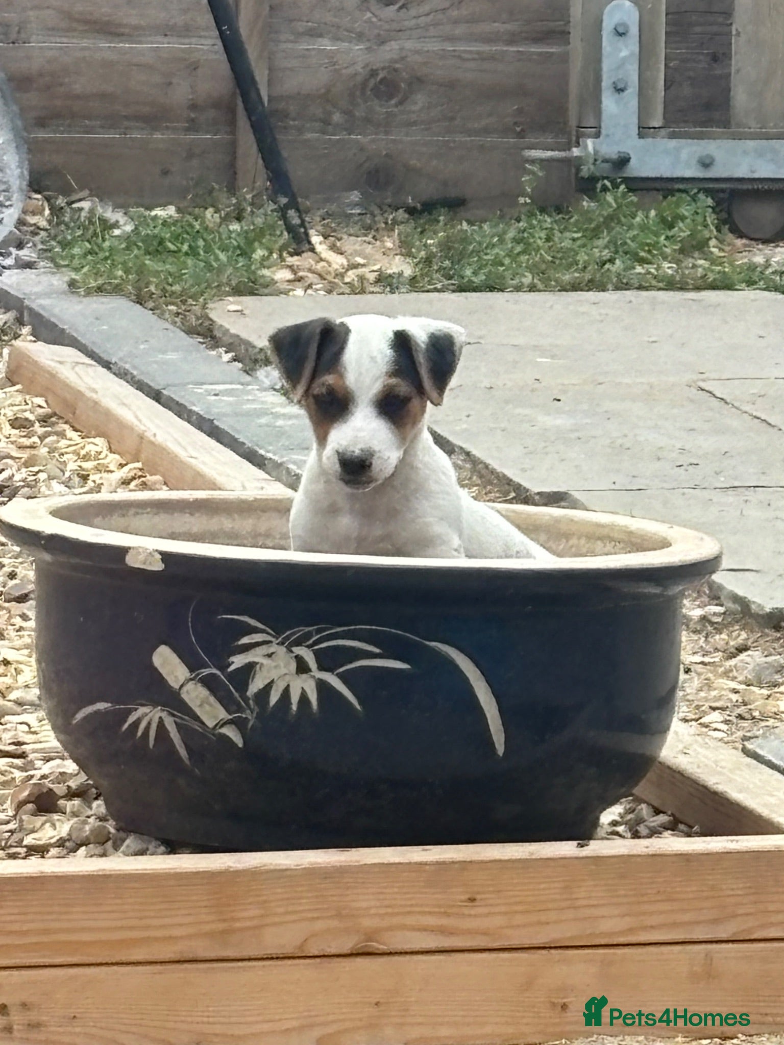 Jack Russell dogs Jack Russell pups - Advert 13