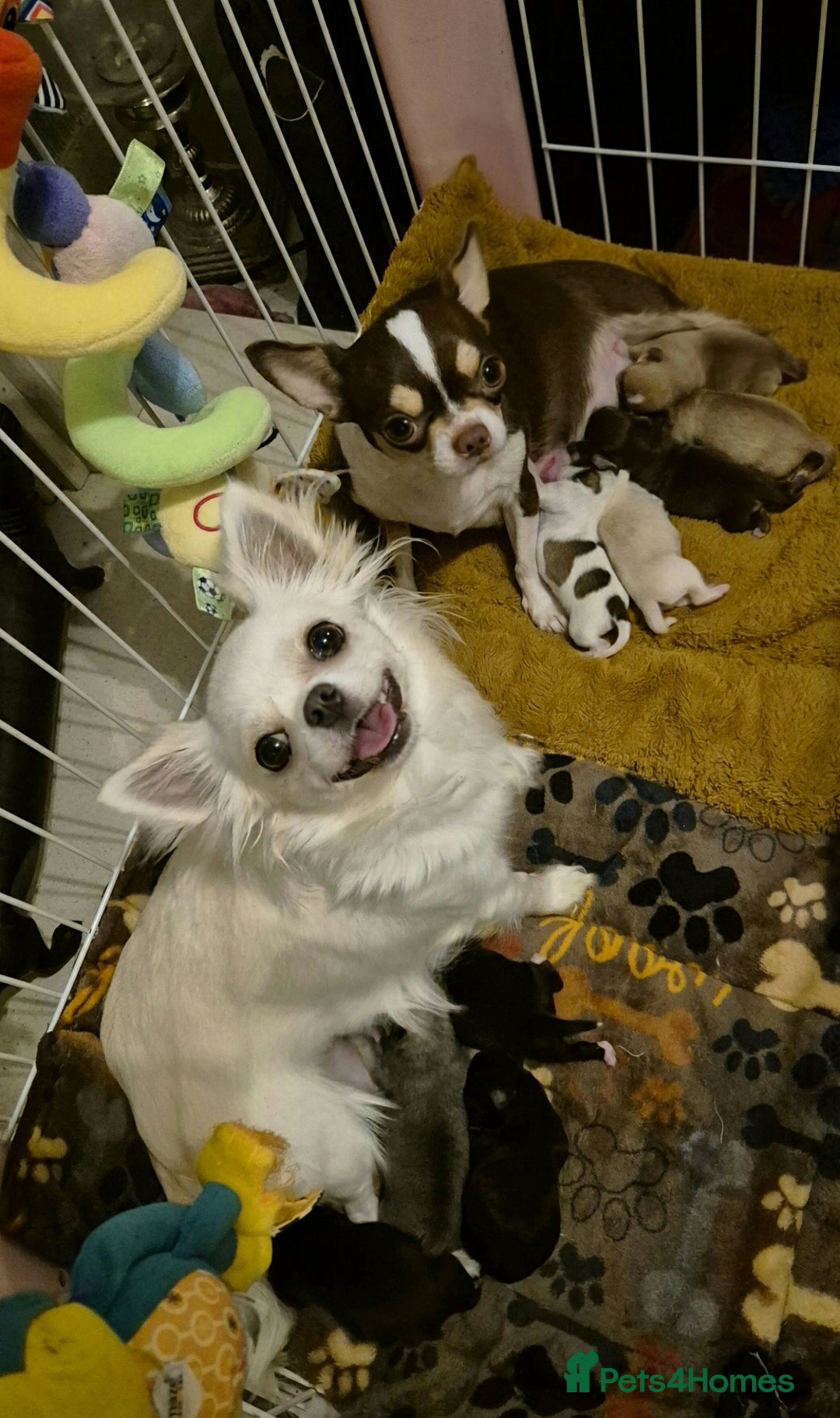 Chihuahua dogs for sale: KC registered Chihuahua puppies  - Advert 2