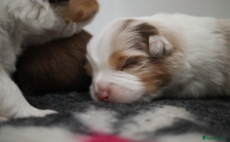 Australian Shepherd dogs - Advert 1