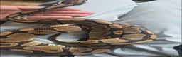 Python Snake reptiles for sale: ball python with terrarium  in Slough - Advert 3