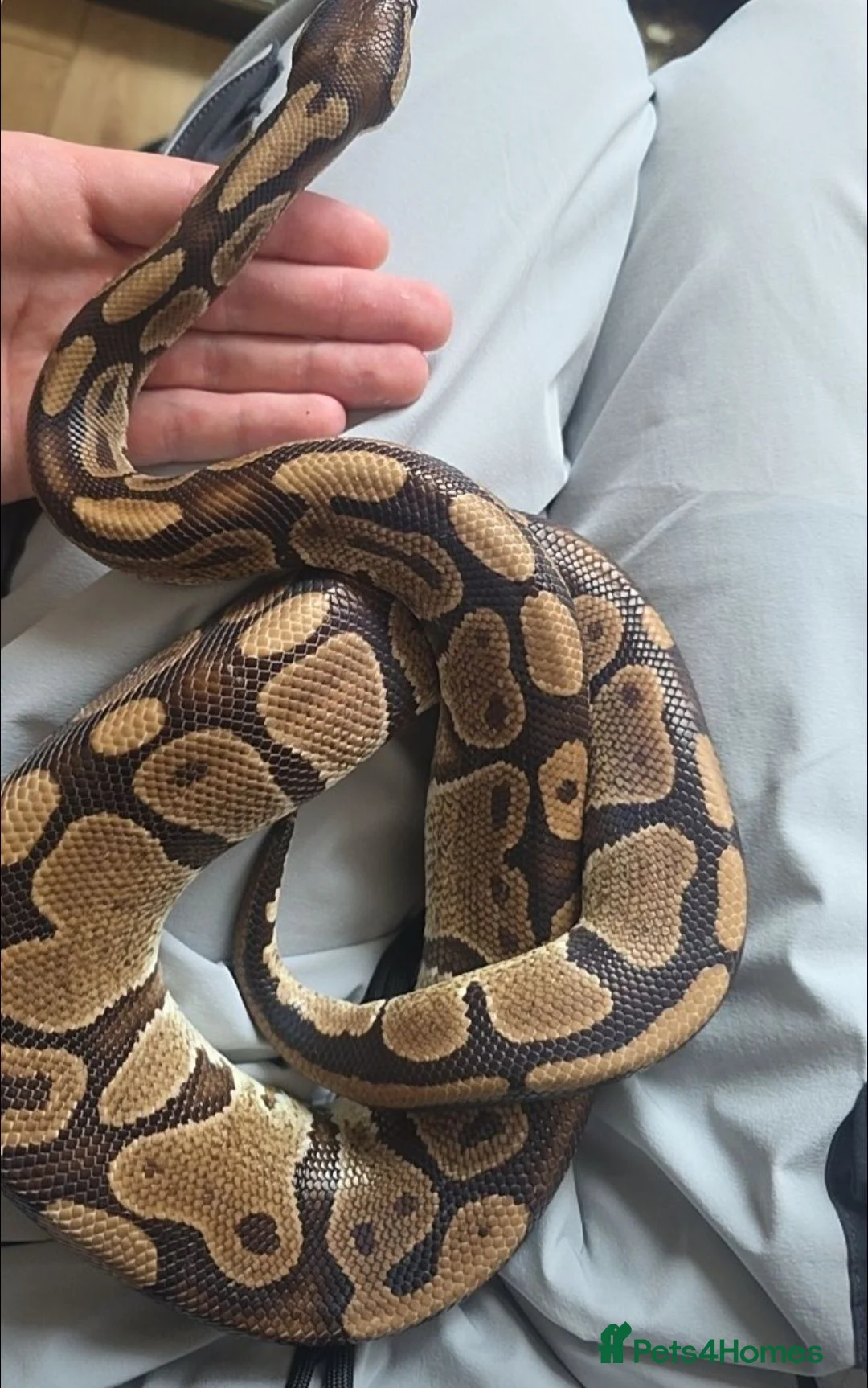 Python Snake reptiles for sale: ball python with terrarium  in Slough - Advert 3