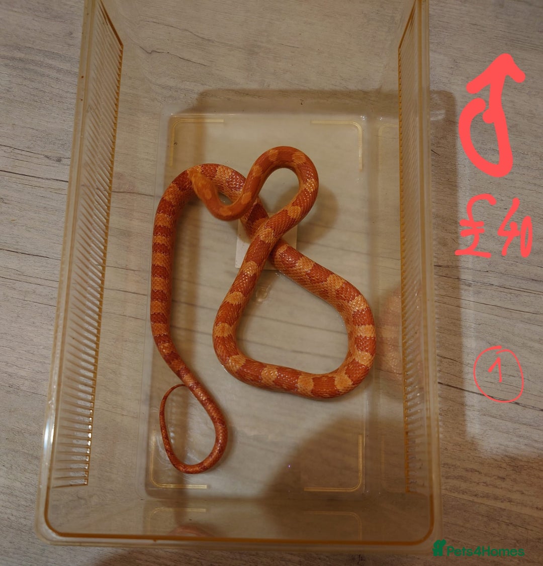 Snake reptiles for sale: My collection of corn snakes. - Advert 25