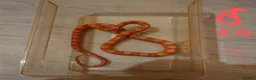 Corn Snake reptiles for sale: Corn snake - Advert 23