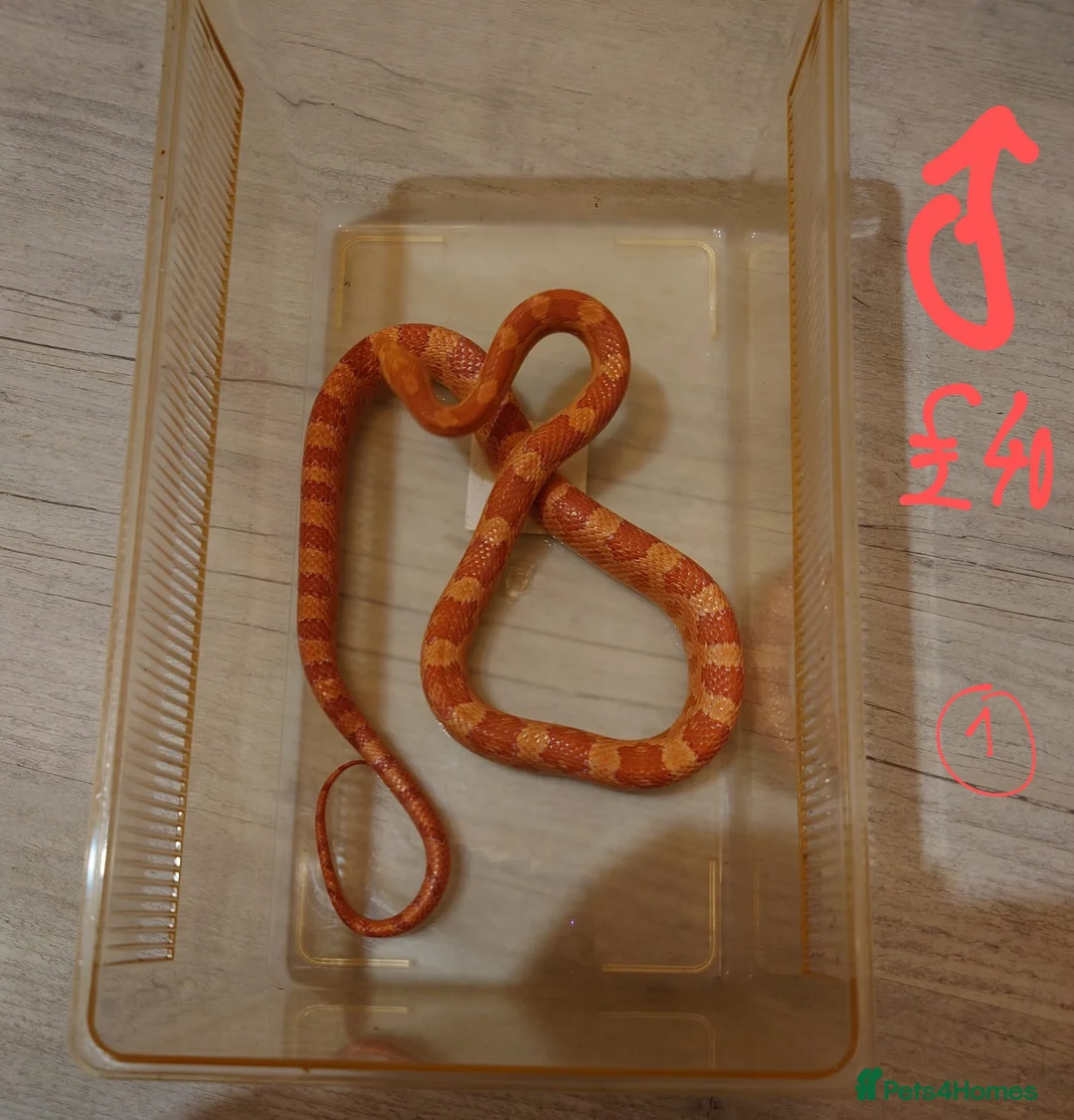 Corn Snake reptiles for sale: Corn snake - Advert 23