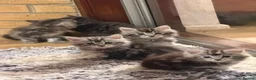 Maine Coon cats for sale: Maine Coon kittens - Advert 25