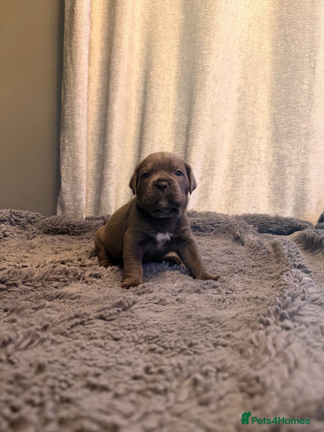 Cane Corso dogs for sale: Exceptional, Champion Bloodline Cane Corso Puppies - Advert 26