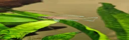 Cichlids fish for sale: Fairy cichlids - Advert 2