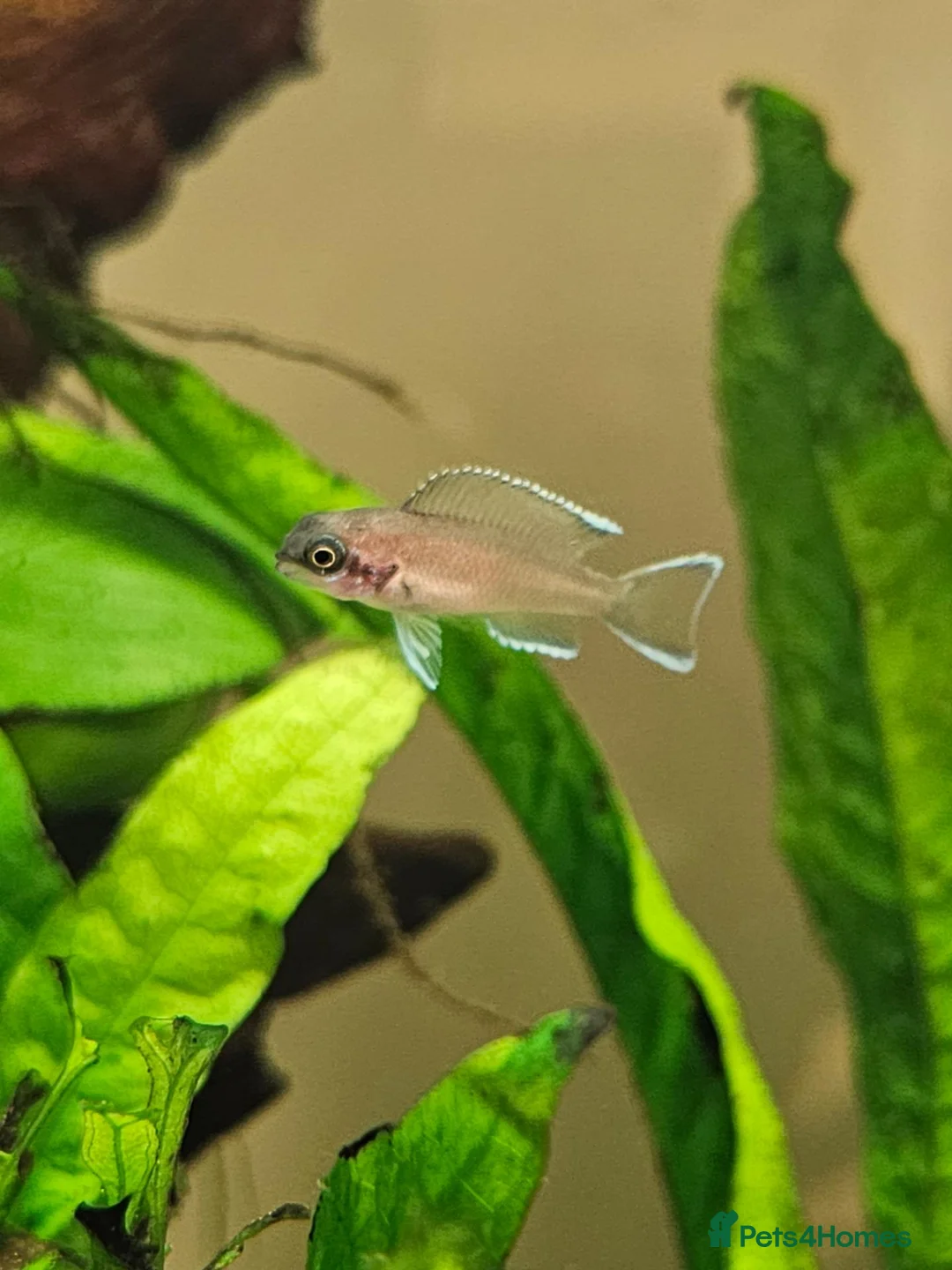 Cichlids fish for sale: Fairy cichlids - Advert 2