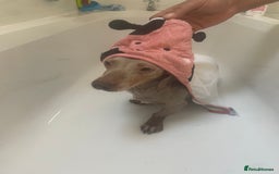 Dachshund dogs for sale: Dachshund  - Image 9