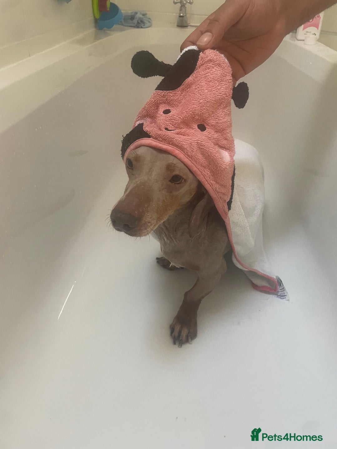 Dachshund dogs for sale: Dachshund  - Image 9